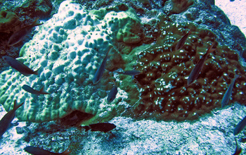 Two Porites corals of two different species, growing side-by-side