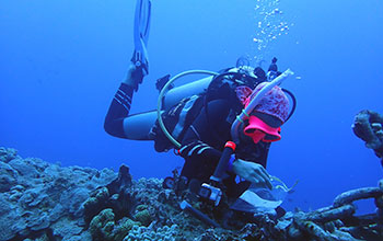 Collecting a coral sample from the caldera of Maug Island