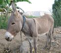 This donkey shows signs of vampire bat bites.