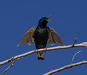 The European starling is an introduced species that, while still common in Phoenix, is declining.