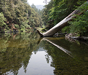 At the NSF Eel River CZO, researchers study a watershed that's important to spawning salmon.