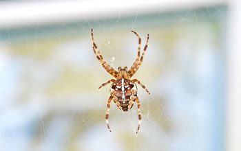 European garden spider in a web