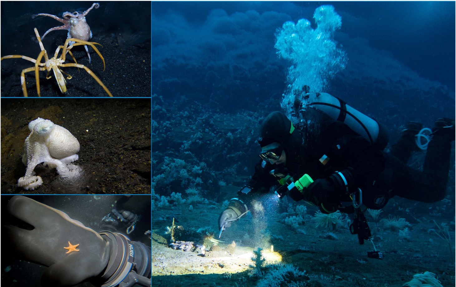 A collection of four photos: a sea spider and octopus; an octopus; a small sea star; a woman diving