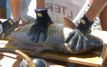 Researchers census fish populations in lakes in Wisconsin. Seen here, a common carp.