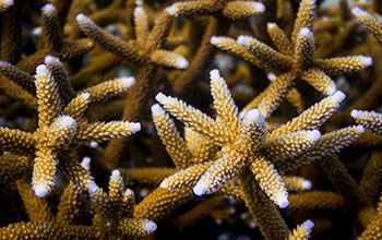 Endangered staghorn coral (Acropora cervicornis)