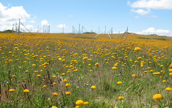 Spring wildflowers with Nutrient Network fences in the mountains of southeastern Australia.