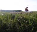 Patrick Kearns samples salt marsh sediments from West Creek on Plum Island.
