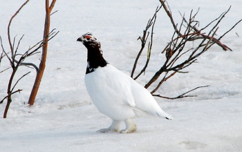 a willow ptarmigan