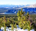Researchers will study the biodiversity of subalpine forests in Colorado's Rocky Mountains.