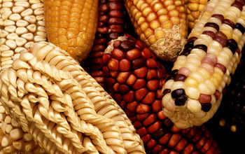 A genome-level approach to balancing the vitamins in maize, or corn, grain is a PGRP project.
