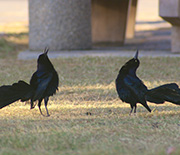 Birds like the great-tailed grackle do well in landscaping with water, lawns and trees.