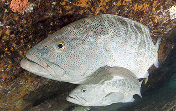 Two leopard groupers seek shelter between large boulders at Cabo Pulmo National Park.