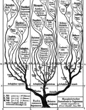 The tree of life as viewed by scientist Ernst Haeckel in the late 1800s.