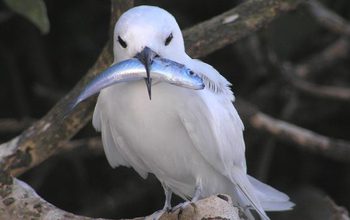 Photo of bird with fish in its beak