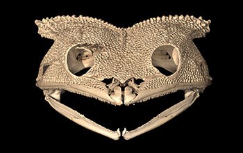 CT scan showing bony fangs and serrated jawline of frog