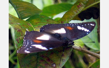 Female <em>Hypolimnas bolina</em>, also called the Blue Moon or Great Eggfly butterfly