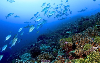 Fish swimming by a healthy coral reef in the Line Islands in the central Pacific Ocean.