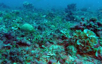 A degraded reef full of fleshy algae in the Line Islands.