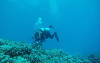Diver checking coral reef.
