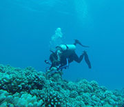 Diver checking coral reef.