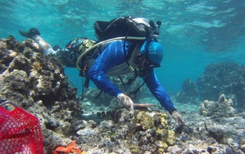 NSF Moorea LTER researcher Vincent Moriarty helps with placing settlement tiles on the back reef.