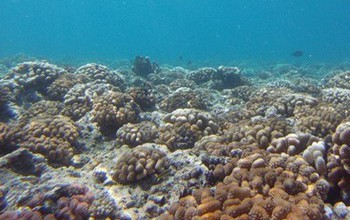 To test for El Niño effects on coral recruitment, the scientists deployed 250 settlement tiles.