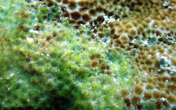 Coral with and without fleshy algae.