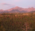 Dead trees in the San Juan National Forest near Mancos, Colorado.