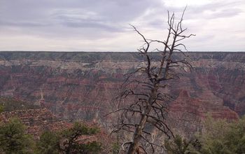 Ponderosa pine on Grand Canyon rim falling over