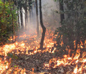 Experimental fire burning the understory of a forest between Cerrado and Amazonia, Brazil.