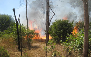 Grasses on fire in Mato Grosso, Brazil