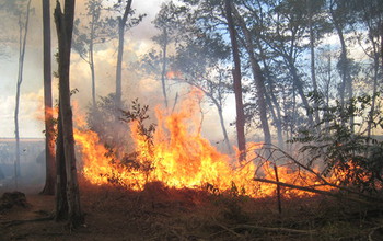 An experimental fire in the Brazilian forest