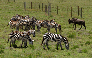 Zebras and wildebeest graze near experimental enclosures in Tanzania, East Africa.