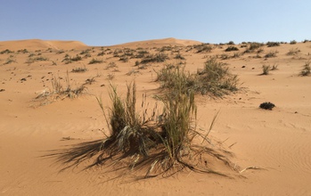 With unique canopy structures, dune grasses in the Namib collect fog water efficiently.
