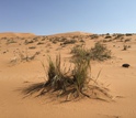 With unique canopy structures, dune grasses in the Namib collect fog water efficiently.