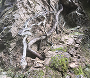 Tree roots in a forest.