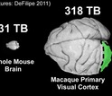 mouse brain next to a penny  and a macaque brain comparing volume data sizes