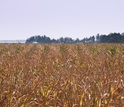 The 2012 flash drought hit Iowa farmlands hard, turning their once-green crops sere and brown.