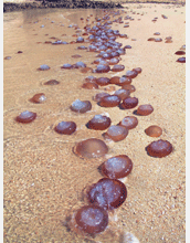 Dead and dying jellyfish wash ashore in the waters at Bandar Jissah, near Muscat in Oman