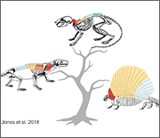 Phylogenetic tree showing mammal backbone evolution: Edaphosaurus, Thrinaxodon, today's mouse.