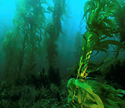 A forest of giant kelp off the coast of Southern California.