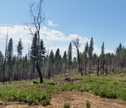 A thin mixed-conifer forest one year after a medium-intensity fire in Yosemite National Park.