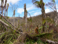 Puerto Rico's forests and streams were dramatically changed by Hurricane Maria's hit on the island.