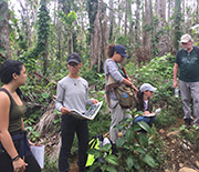 NSF Luquillo researchers work to plant new trees in hurricane-damaged forests.