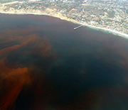 A past red tide off La Jolla, California. As in Florida, ocean waters were stained crimson.
