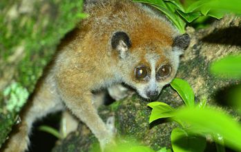 slow loris