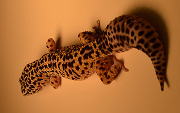 Gecko