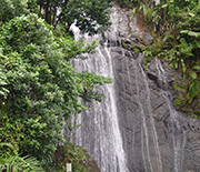 A Luquillo waterfall before Hurricane Maria - trees thrive along the streambank.
