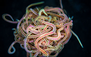 California black worms tangled together in a ball-shaped blob