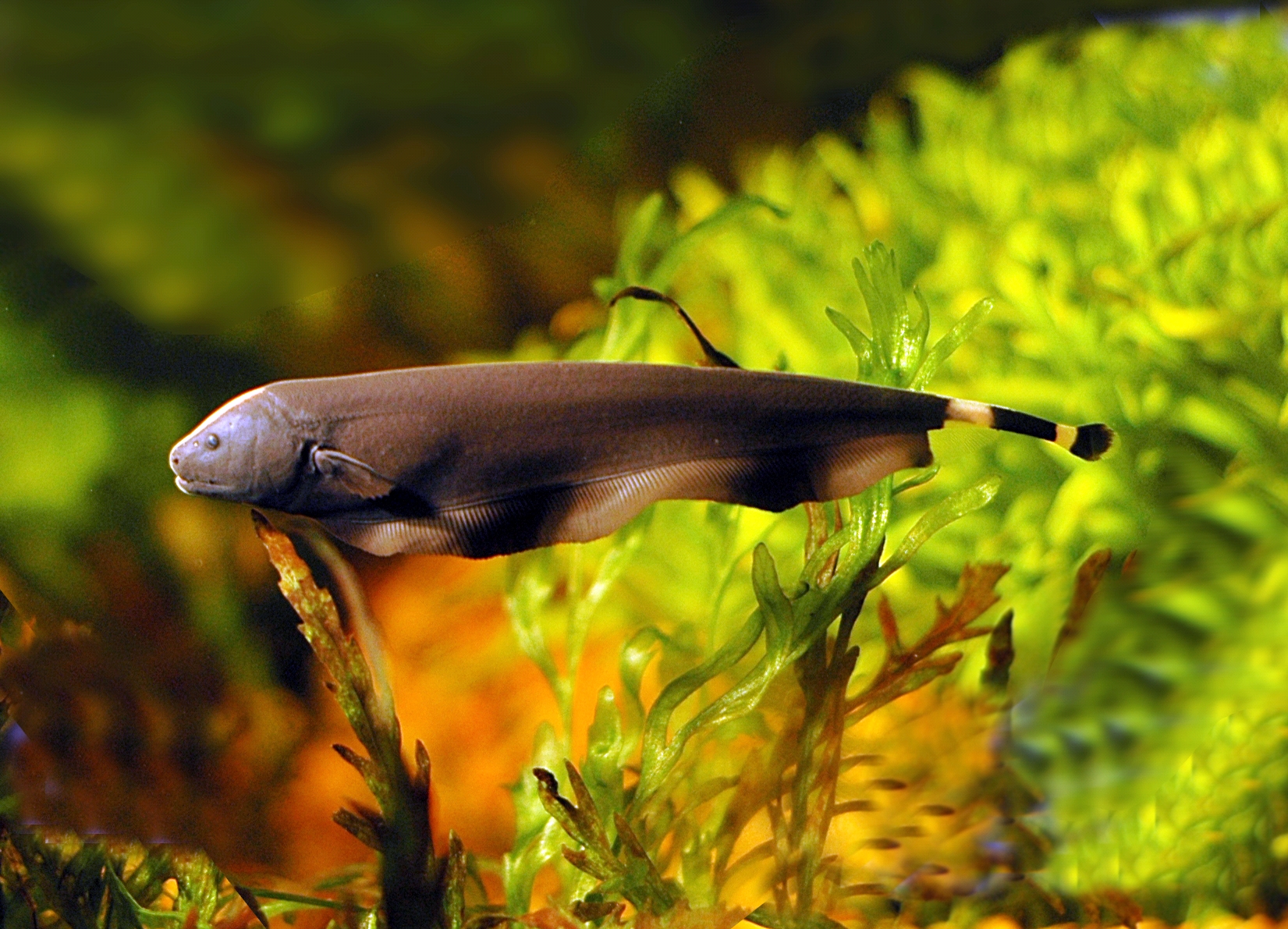 Multimedia Gallery The Electric Ghost Knifefish Apteronotus
